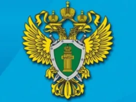 «О результатах проведённой проверки соблюдения законодательства в сфере лесопользования».